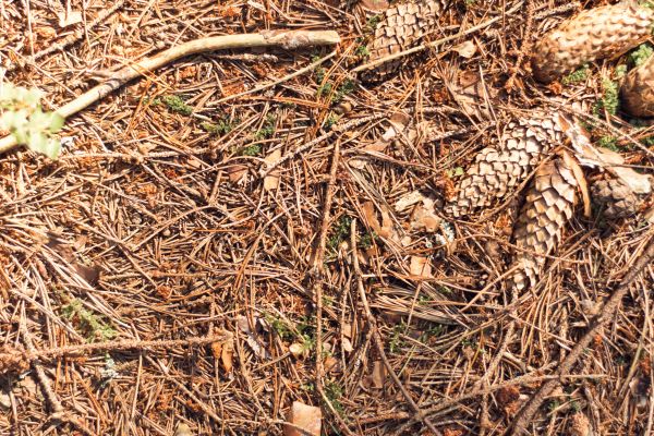 Cost of Pine Needles Removal in Arroyo Grande