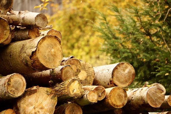 Wood Pile Removal in Arroyo Grande