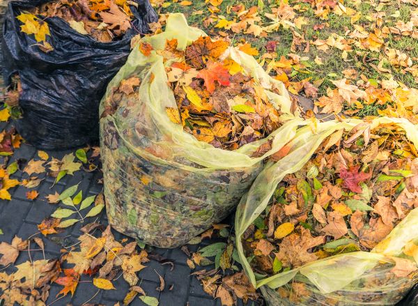 Yard Cleanup Service in Arroyo Grande