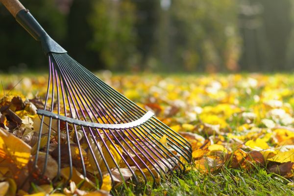 Leaf Raking Service in Arroyo Grande