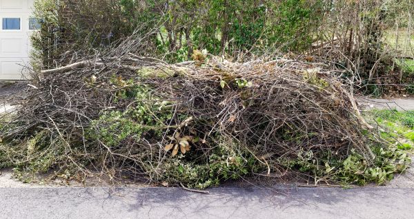 Tree Limb Cleanup in Arroyo Grande
