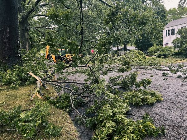 Tree Branch Disposal in Arroyo Grande