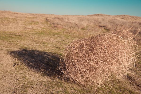 Tumbleweed Removal in Arroyo Grande