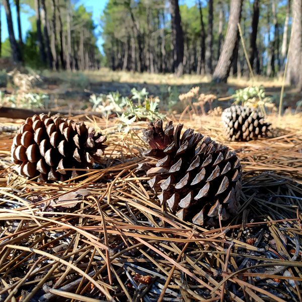 Cost of Pine Cone Removal in Arroyo Grande