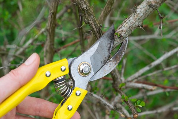 Limbs Removal in Arroyo Grande