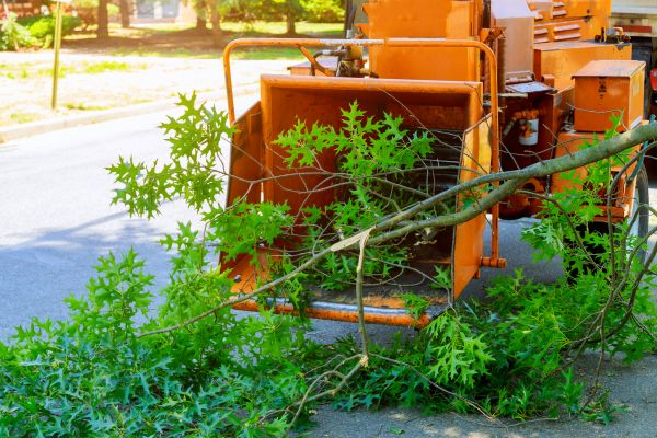 Tree Branches Removal in Arroyo Grande