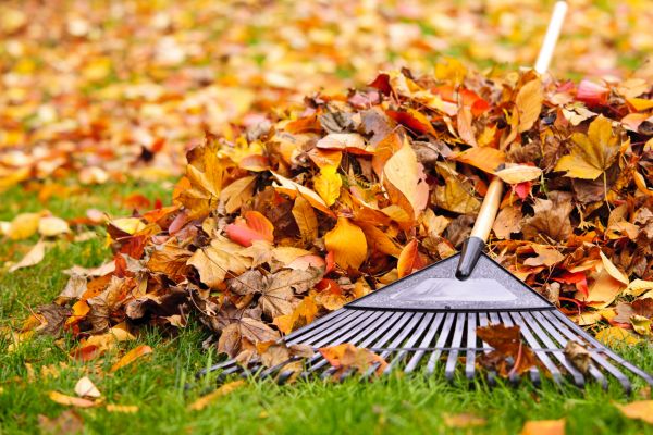 Yard Leaf Removal in Arroyo Grande