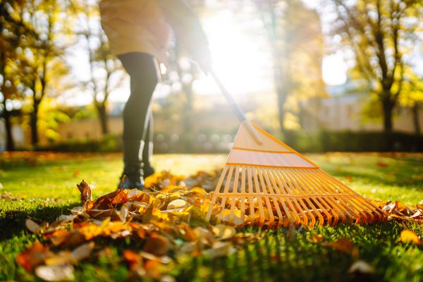 Leaves Raking in Arroyo Grande