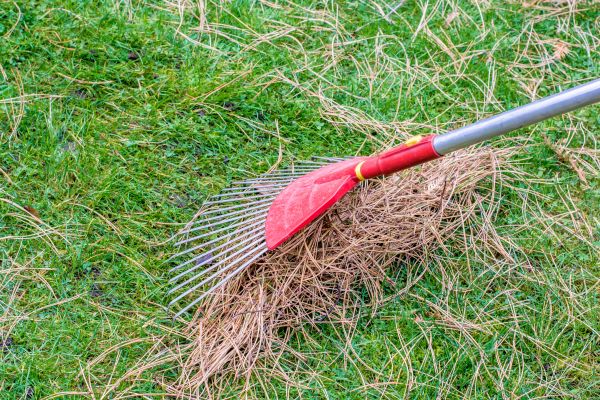 Yard Raking in Arroyo Grande