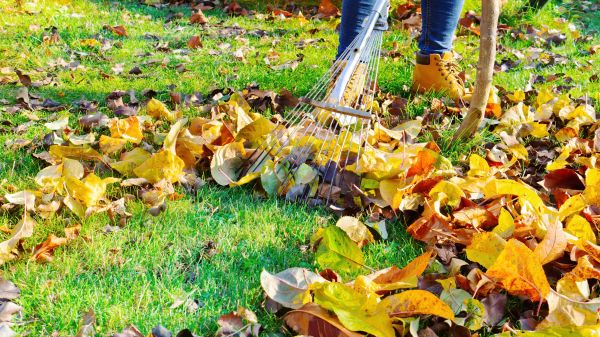 Lawn Cleanup Service in Arroyo Grande