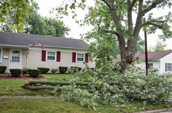 Fallen Branch Removal in Arroyo Grande