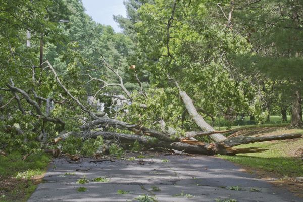 Tree Debris Removal in Arroyo Grande